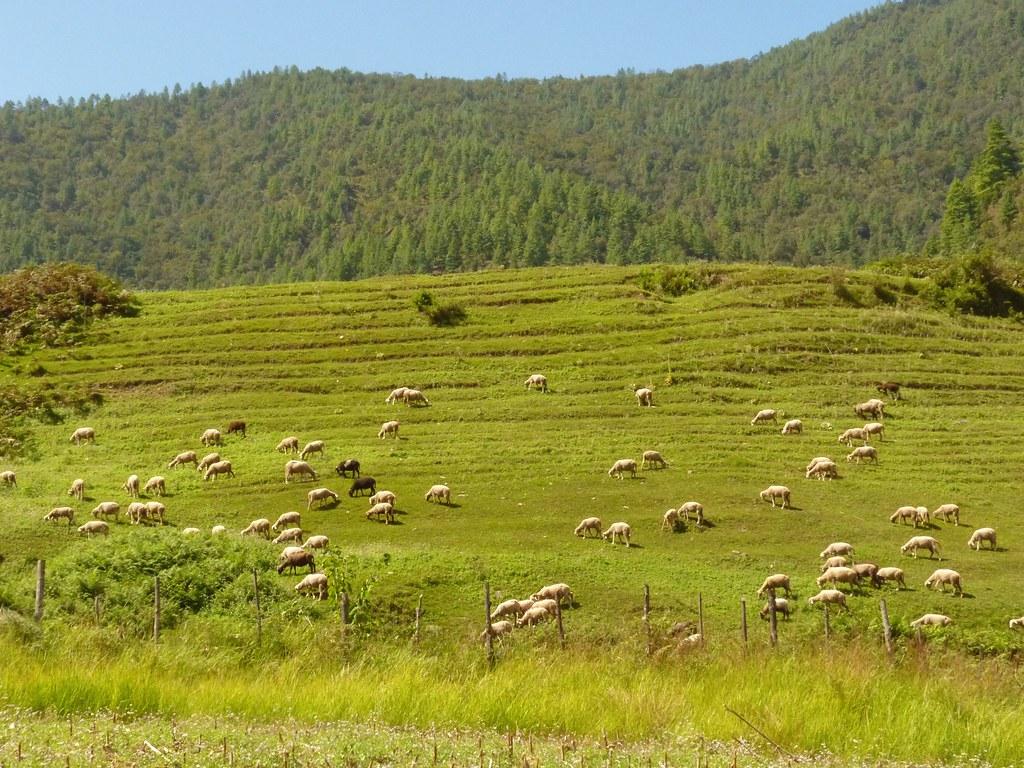 Tawang - The Land of Monpas - Post Ziro Festival Group Tour 